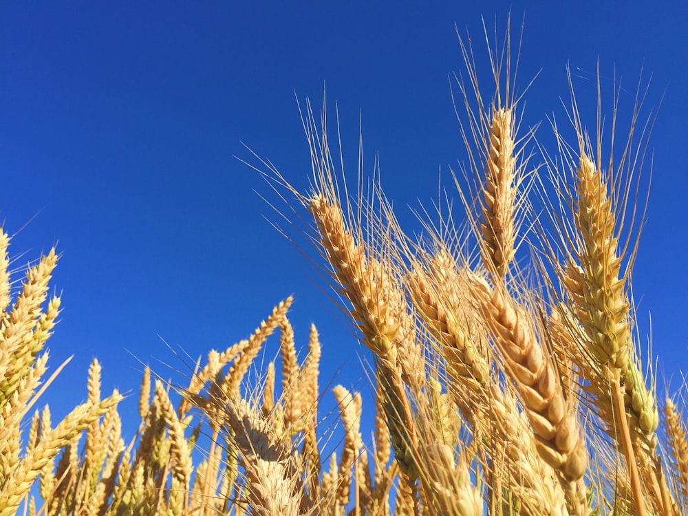 closeup photography of brown wheats