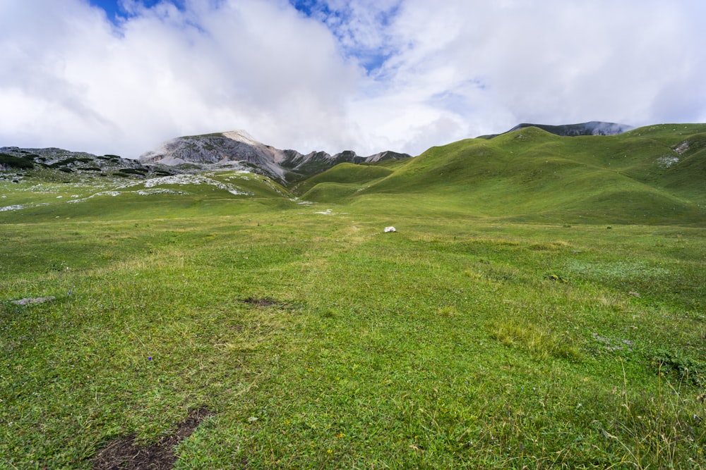 green grass field