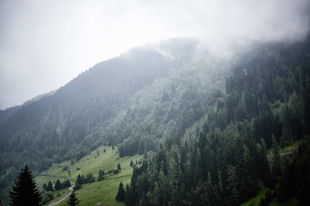 fog covered forest