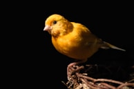 Happy customer holding a bright yellow canary perched on a finger indoors