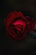 red rose flower