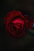 red rose flower
