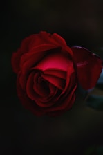 red rose flower