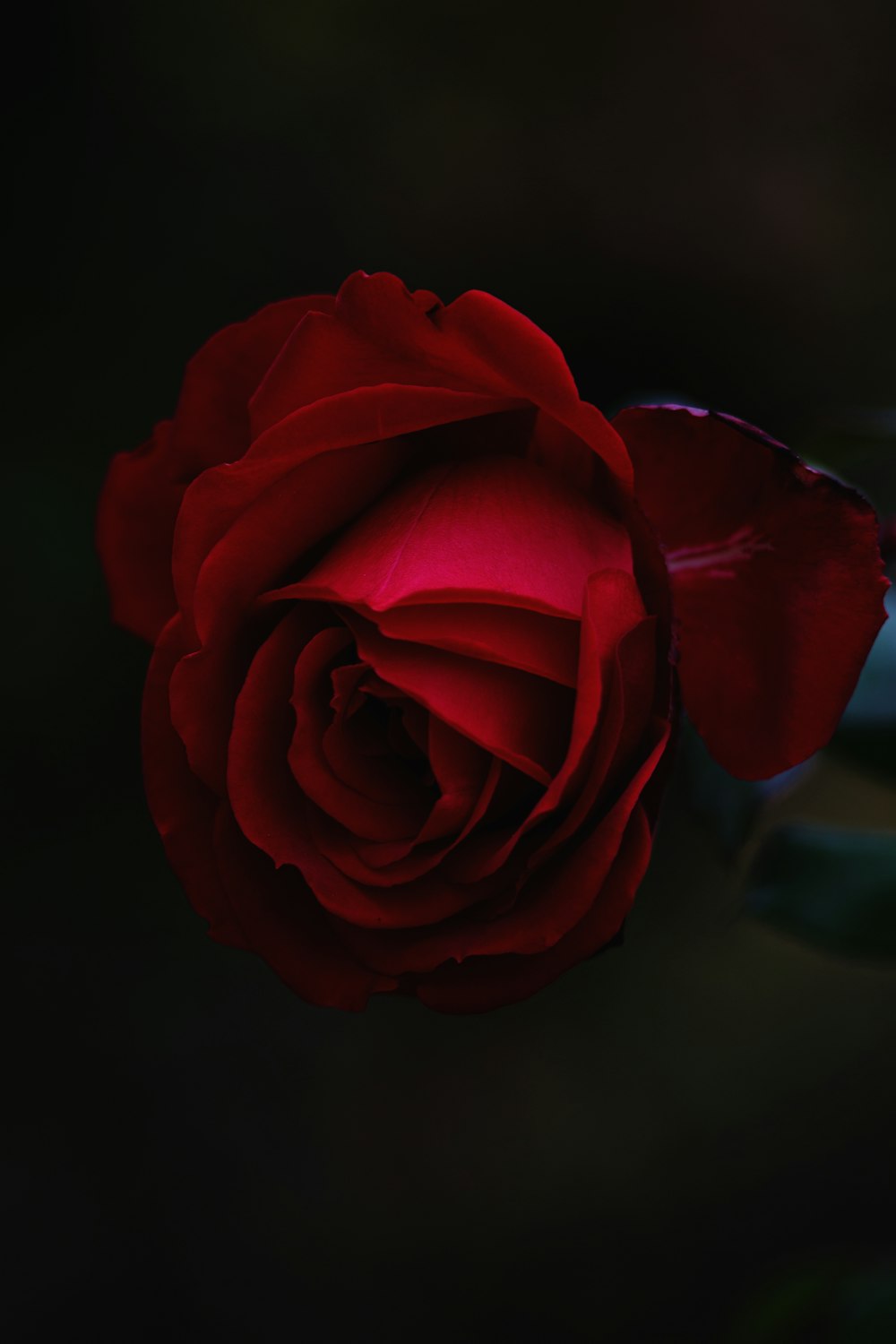 fleur de rose rouge