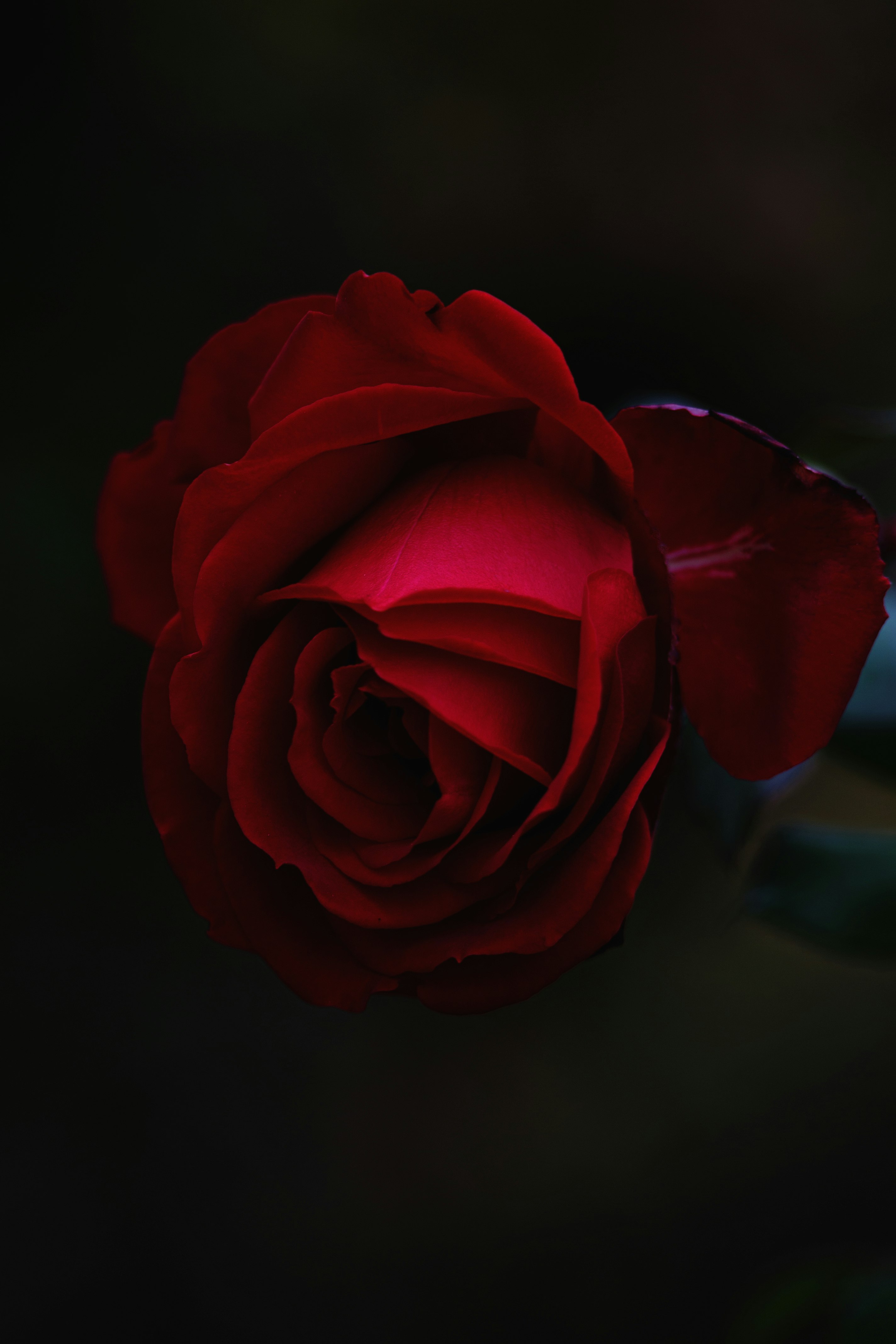 Stunning red rose