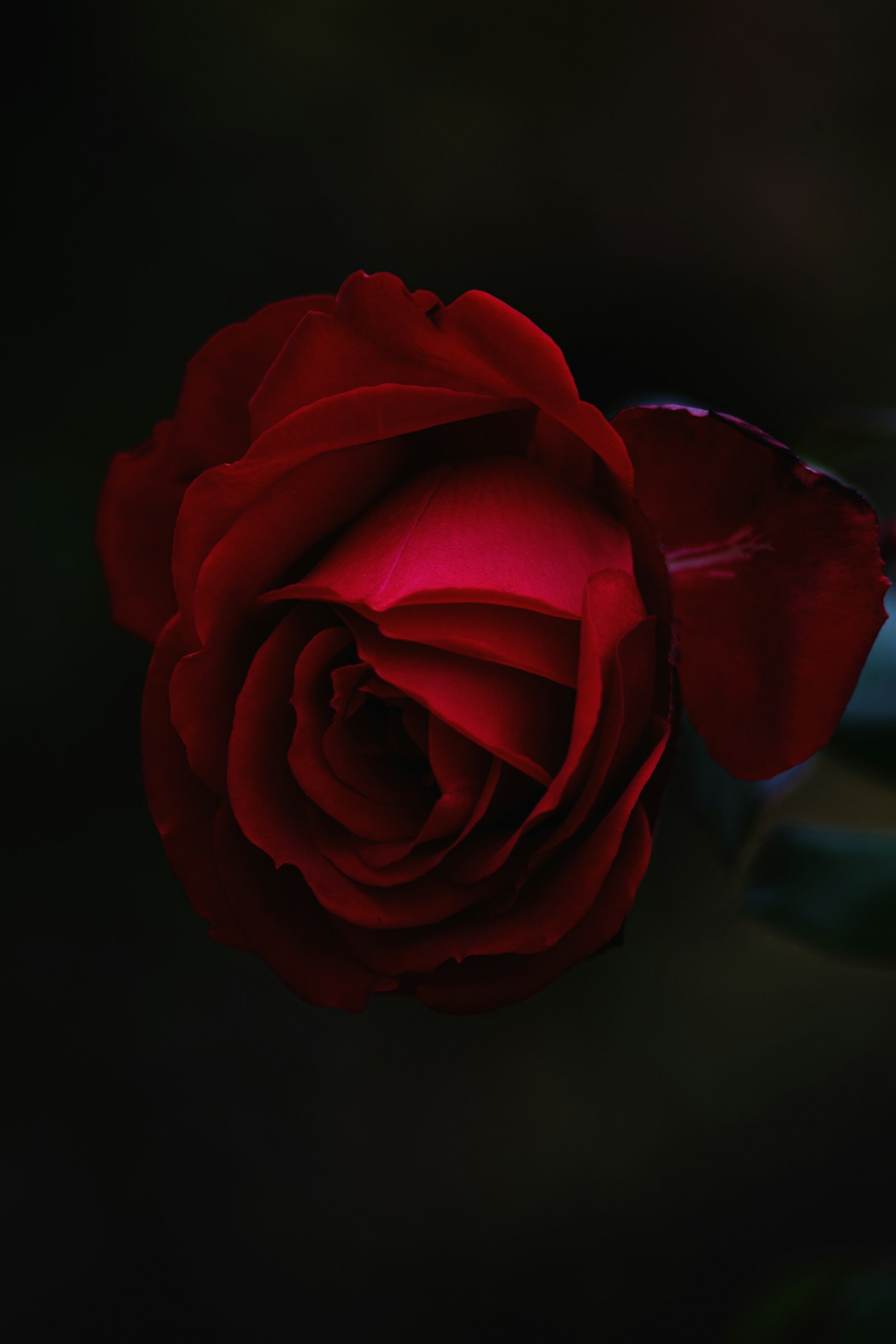 Canon EF 35-80mm f/4-5.6 sample photo. Red rose flower photography