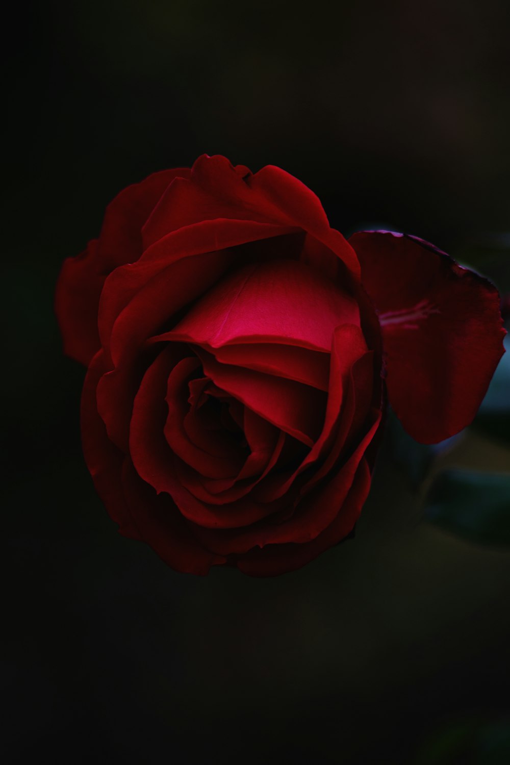 fiore di rosa rossa