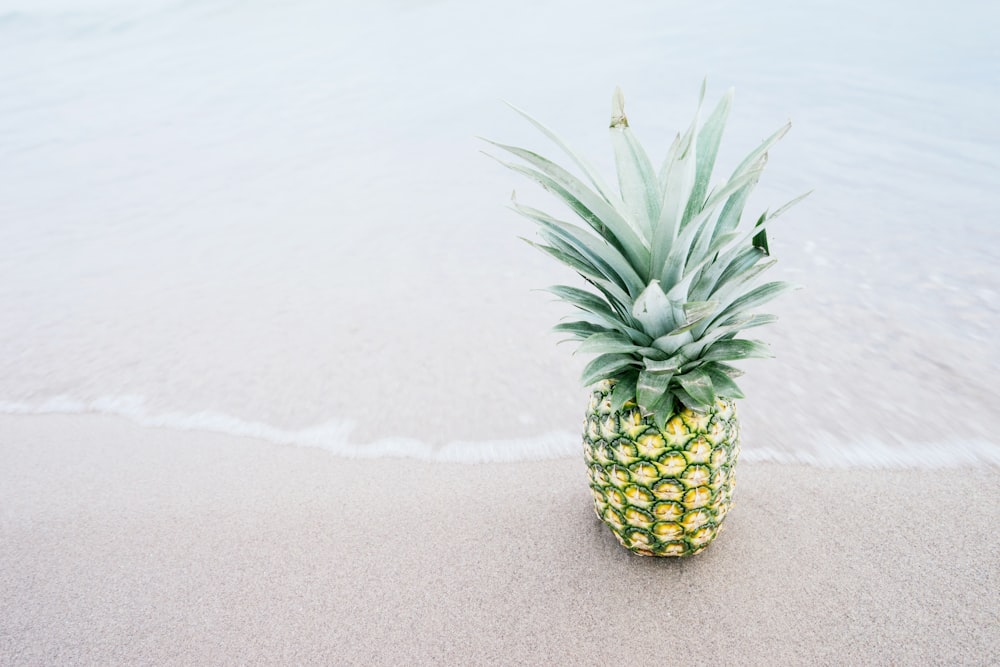 Fotografía de piña junto a la orilla del mar durante el día