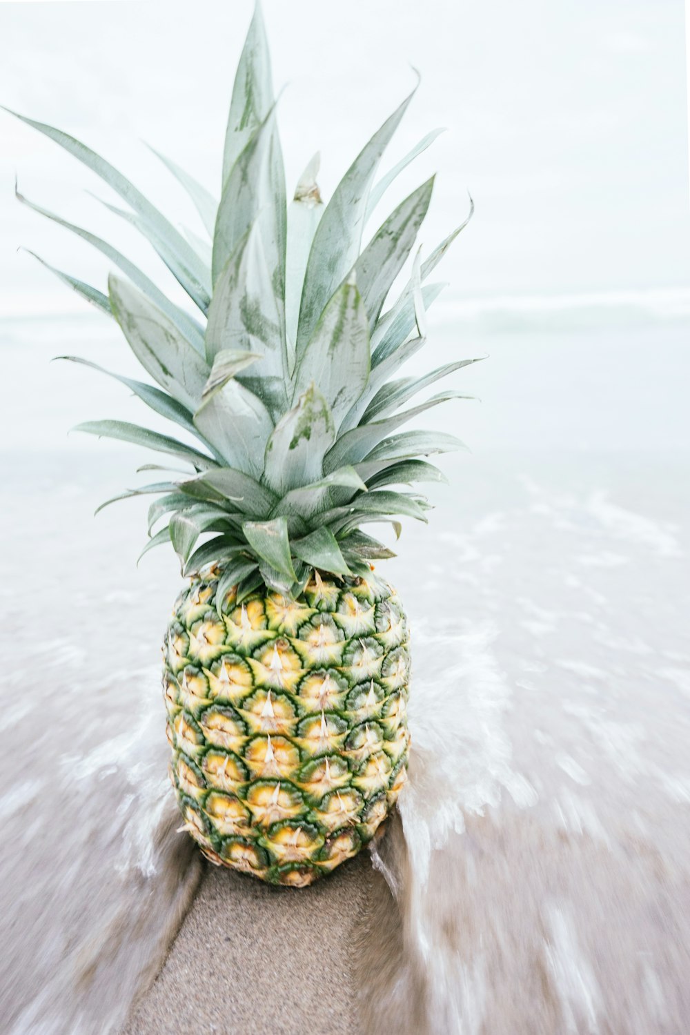 pineapple on shore