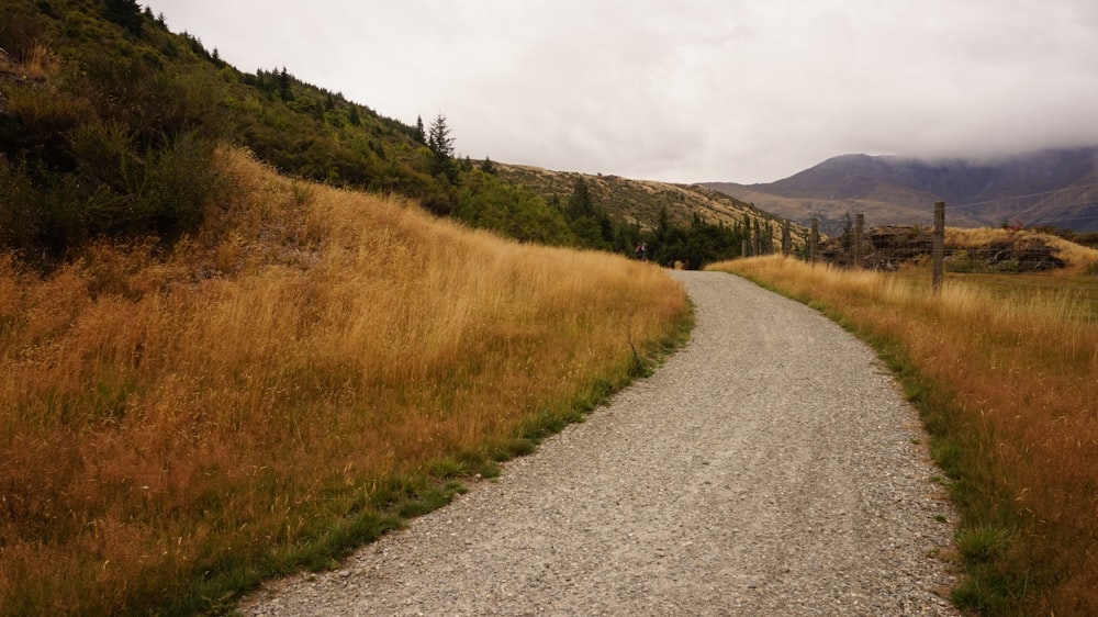 landscape photography of road between wheat plants