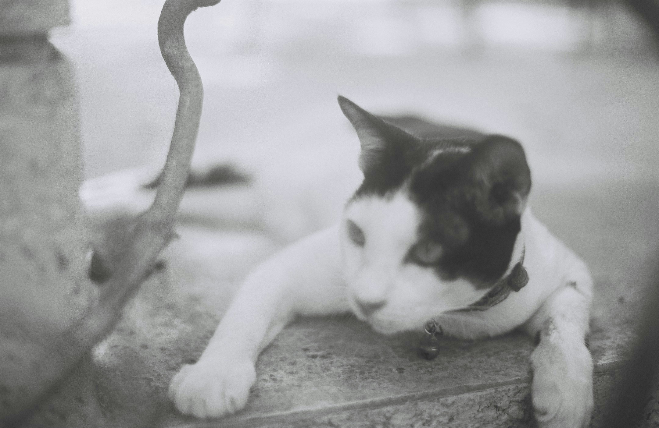 Free Unsplash photo from Sirasit Phanthong