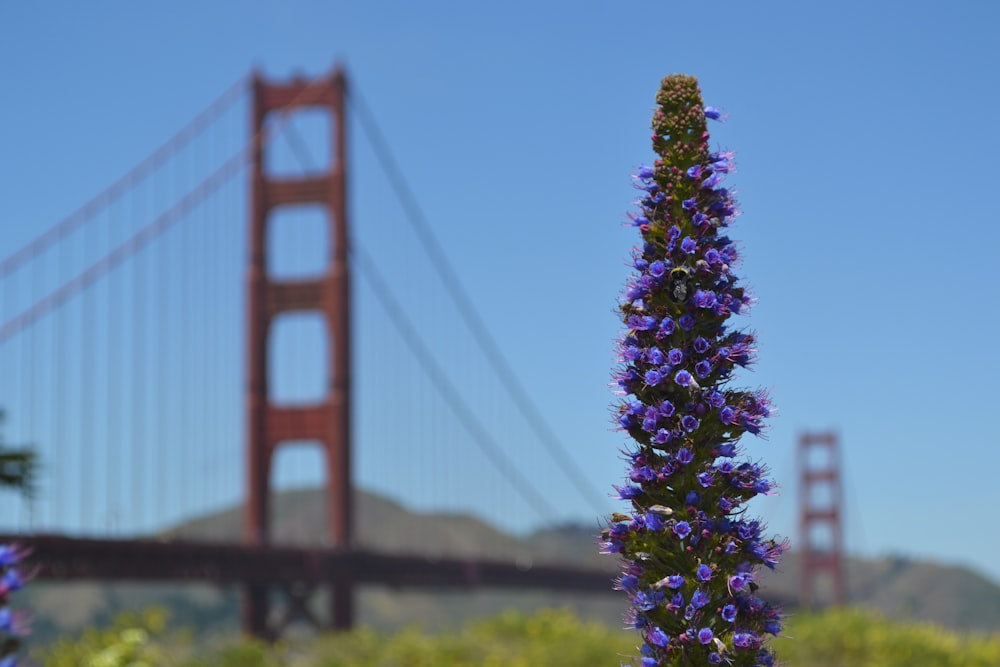 purple and green plant during daytime selective focus photo