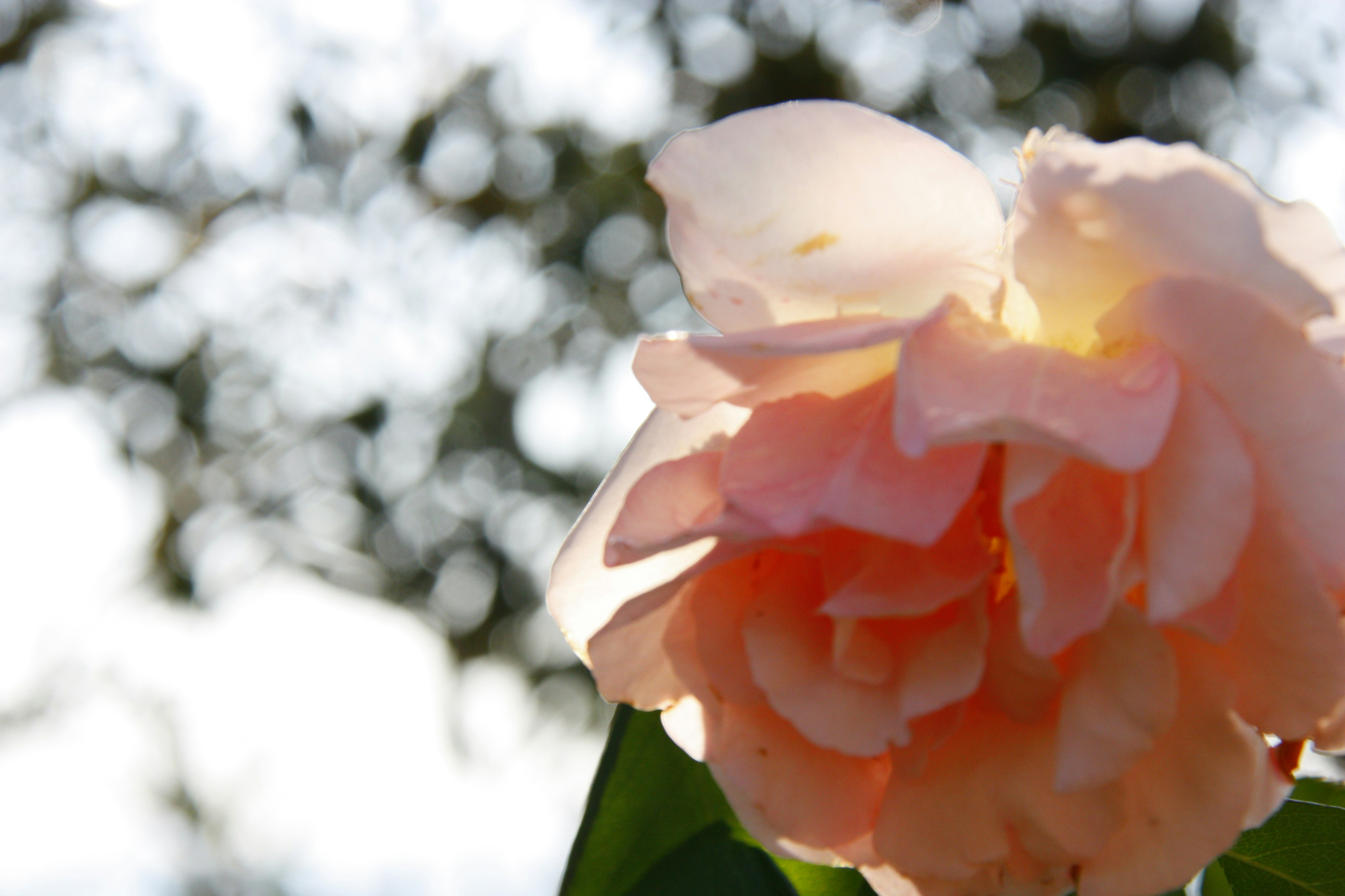 Free Unsplash photo from Samantha Reynolds