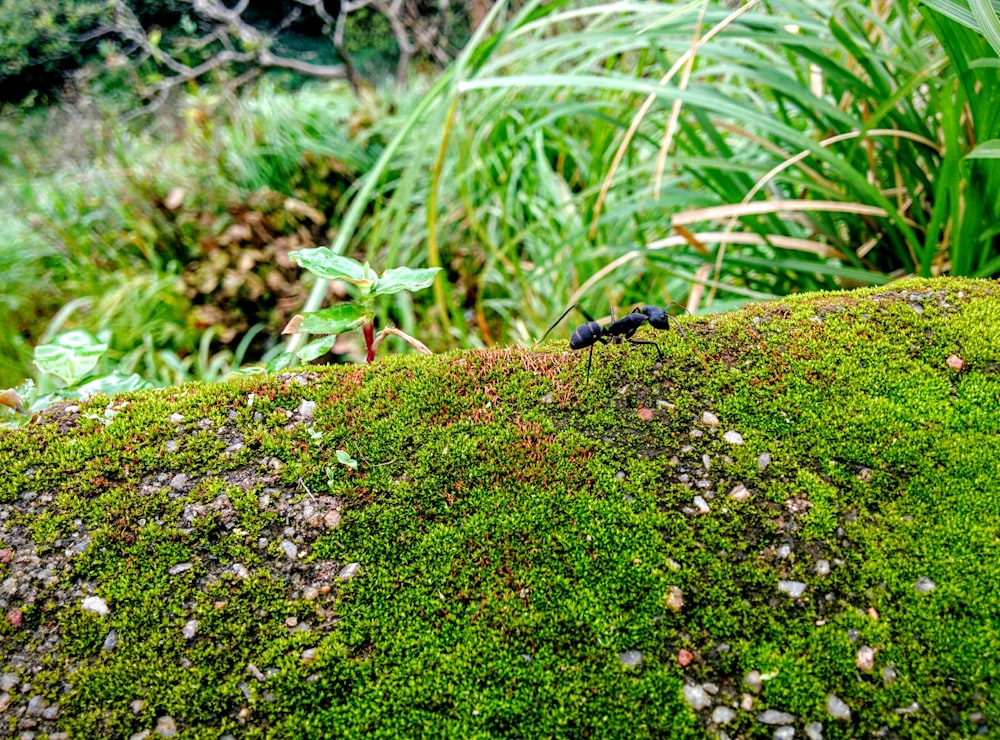 flying insect on ground