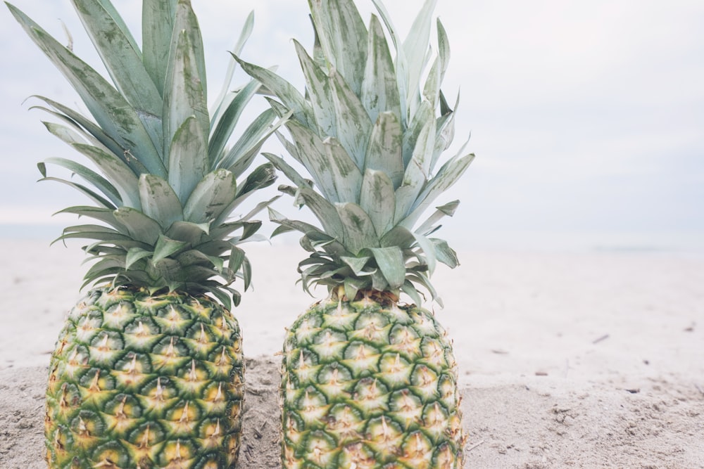 two pineapple fruits