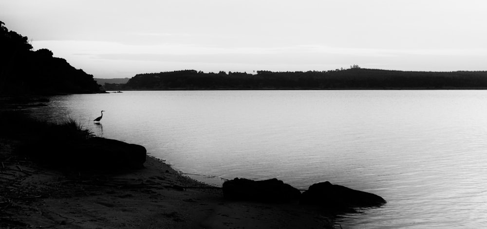 bird on body of water