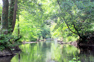 A peaceful riverside scene with gentle sunlight filtering through fresh green leaves.