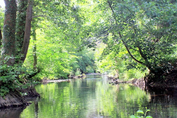 A serene morning scene with soft sunlight filtering through trees beside a flowing river.