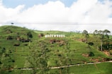 A lush green landscape with well-maintained tea plantations spread across rolling hills. Prominently displayed are large white letters spelling 'MACKWOODS' atop the hills. Scattered trees and patches of soil can be seen, under a bright blue sky with some fluffy clouds.