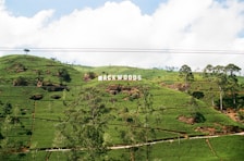 A lush green landscape with well-maintained tea plantations spread across rolling hills. Prominently displayed are large white letters spelling 'MACKWOODS' atop the hills. Scattered trees and patches of soil can be seen, under a bright blue sky with some fluffy clouds.