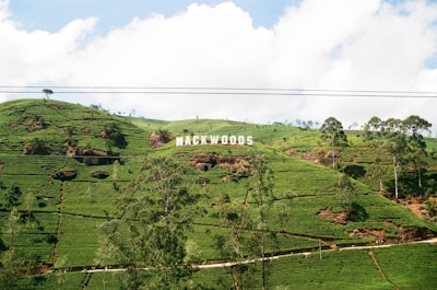 A lush green landscape with well-maintained tea plantations spread across rolling hills. Prominently displayed are large white letters spelling 'MACKWOODS' atop the hills. Scattered trees and patches of soil can be seen, under a bright blue sky with some fluffy clouds.