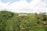 A lush green landscape with well-maintained tea plantations spread across rolling hills. Prominently displayed are large white letters spelling 'MACKWOODS' atop the hills. Scattered trees and patches of soil can be seen, under a bright blue sky with some fluffy clouds.