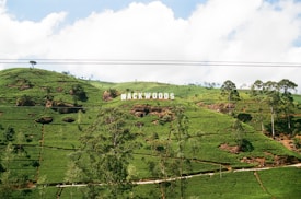 A lush green landscape with well-maintained tea plantations spread across rolling hills. Prominently displayed are large white letters spelling 'MACKWOODS' atop the hills. Scattered trees and patches of soil can be seen, under a bright blue sky with some fluffy clouds.