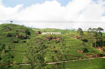 A lush green landscape with well-maintained tea plantations spread across rolling hills. Prominently displayed are large white letters spelling 'MACKWOODS' atop the hills. Scattered trees and patches of soil can be seen, under a bright blue sky with some fluffy clouds.