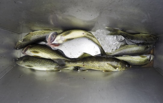 Several fish are lying in a metal container, surrounded by ice. The fish have a silvery-green color and appear to be freshly caught. The ice is distributed unevenly among the fish, suggesting preservation for transport or sale.