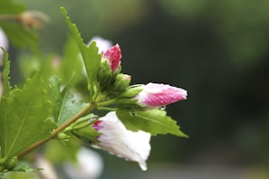 Close-up of a blooming flower with dew drops glistening on its petals in soft morning light.