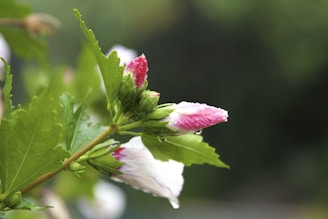 Close-up of a blooming flower with delicate petals glistening with morning dew