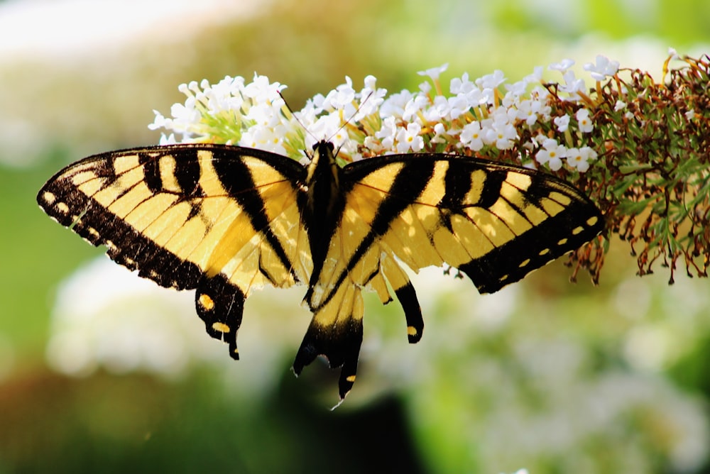 A large bumblebee colored butterfly on white flowers.