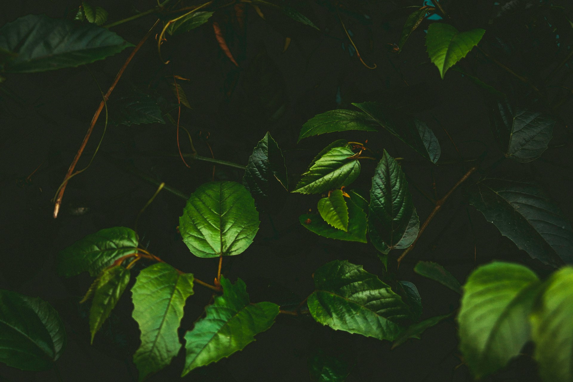 Free Unsplash photo from Gustavo Espíndola