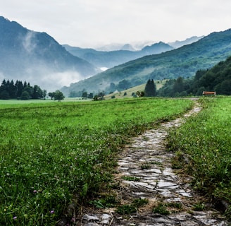 gray and white pathway between green plants on vast valley
