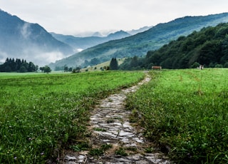 gray and white pathway between green plants on vast valley