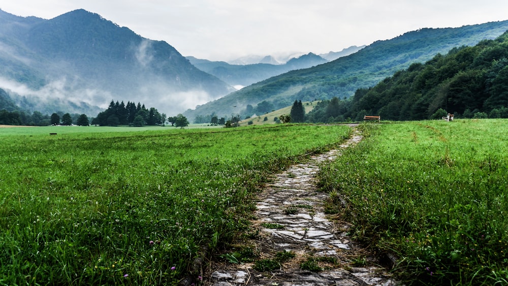 gray and white pathway between green plants on vast valley