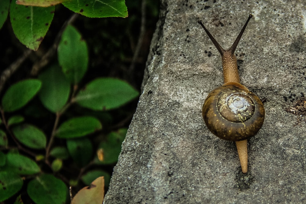 Brown snail with a spiral shell slowly moves on the pavement