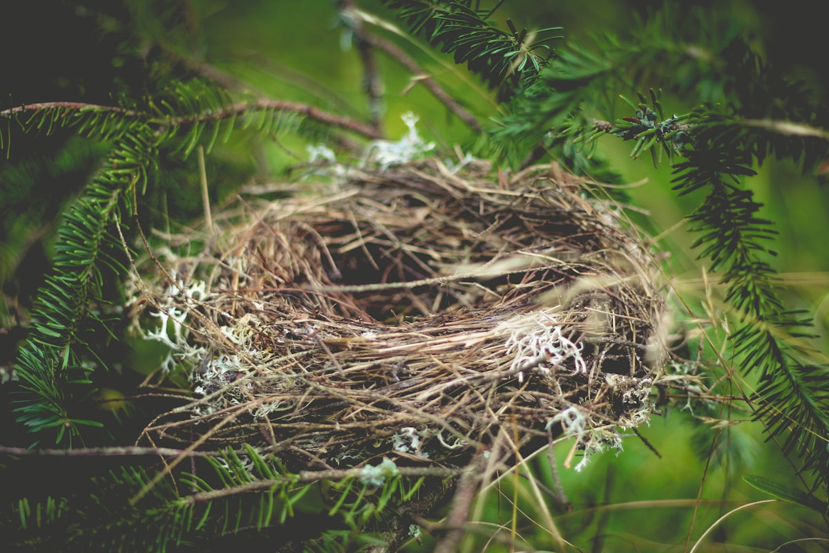 A bird's nest in an evergreen tree.