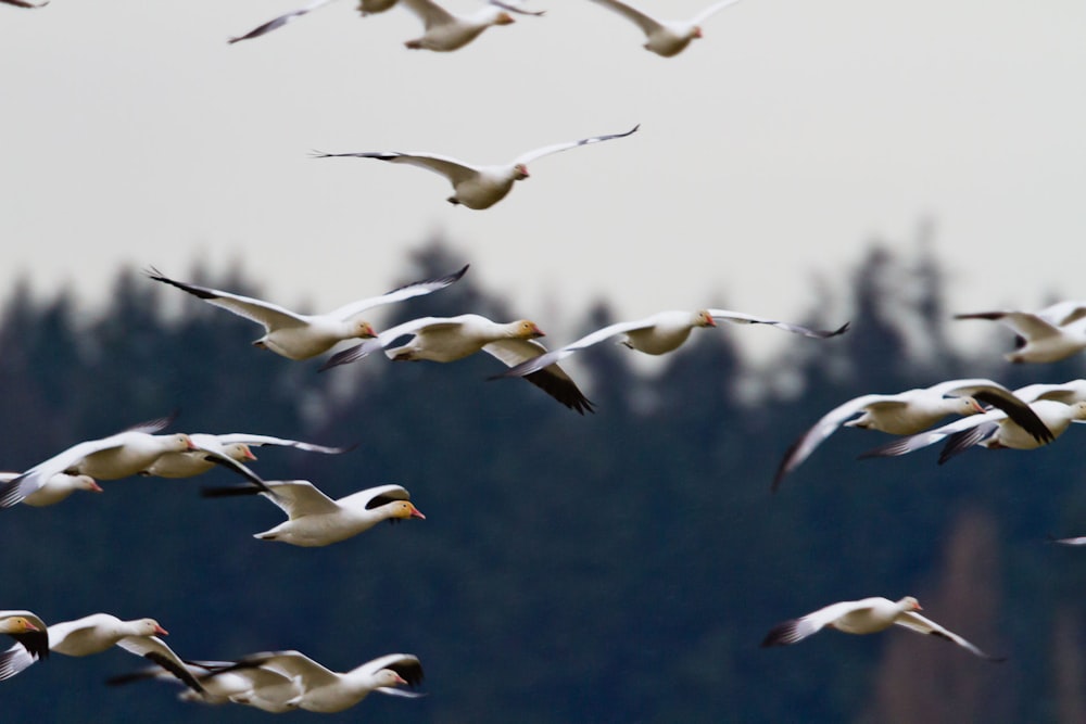 flock of seagull during daytime