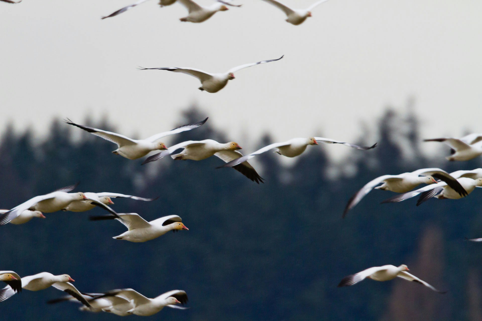 flock of seagull during daytime