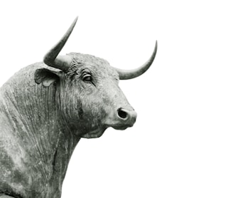 bull grayscale photo