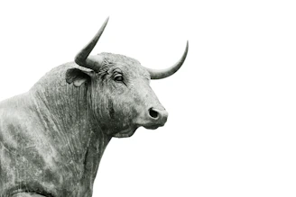 A bronze bull statue with large horns against a plain white background