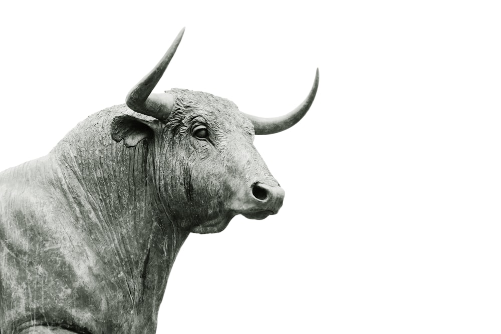 bull grayscale photo