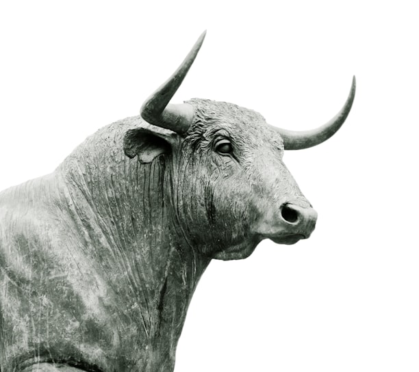 bull grayscale photo