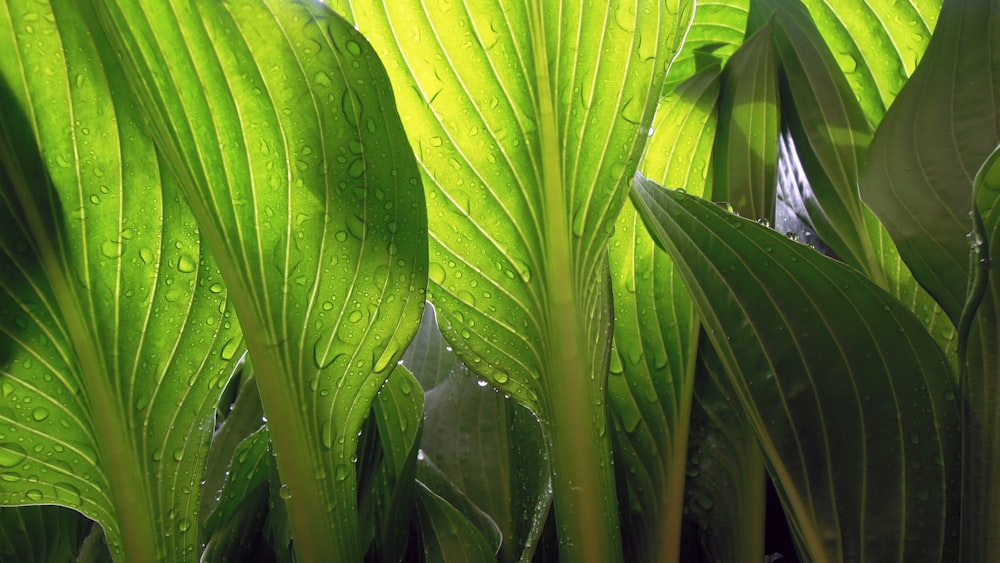 green leaf plant