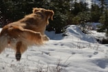 A joyful golden retriever bounding through a sunlit park.