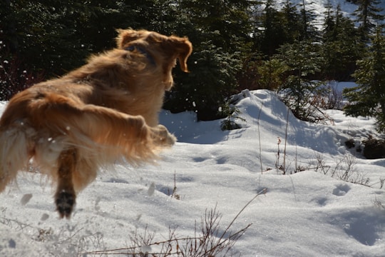 A joyful golden retriever mid-leap in a sunlit park.