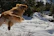 A joyful golden retriever bounding through a sunlit forest trail during an afternoon excursion.
