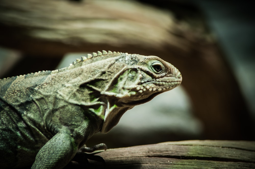 fotografia de foco seletivo de iguana verde