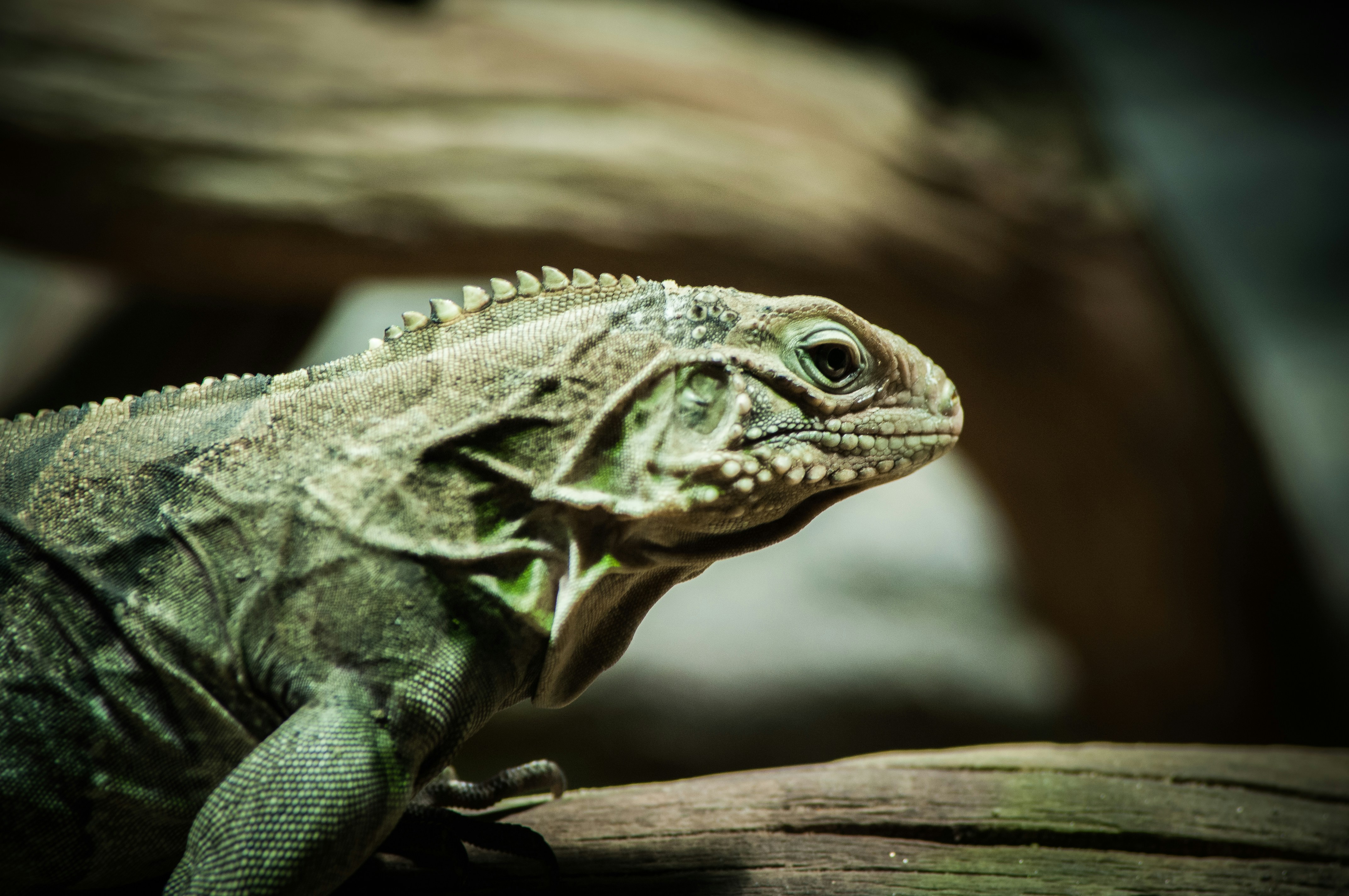 Reptile First Aid Kit Essentials: Be Prepared For Emergencies
